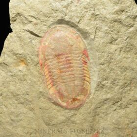 trilobit Asaphus fezoutaensis