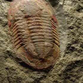 trilobit Asaphus fezoutaensis