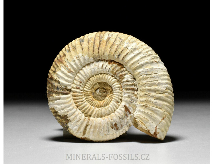 amonit Perisphinctes sp.