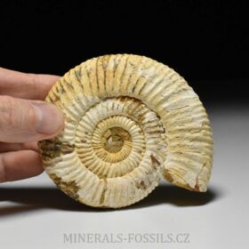 amonit Perisphinctes sp.