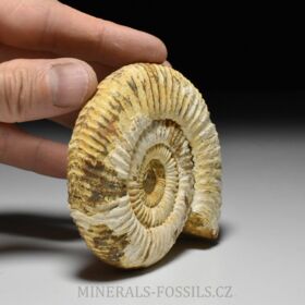 amonit Perisphinctes sp.