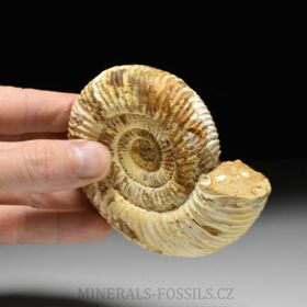 amonit Perisphinctes sp.