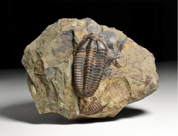 trilobit Conocoryphe sulzeri