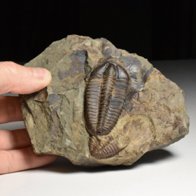 trilobit Conocoryphe sulzeri