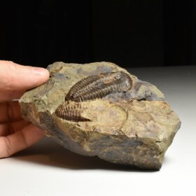 trilobit Conocoryphe sulzeri