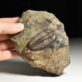 trilobit Conocoryphe sulzeri