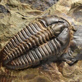 trilobit Conocoryphe sulzeri