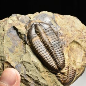 trilobit Conocoryphe sulzeri