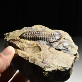 trilobit Conocoryphe sulzeri