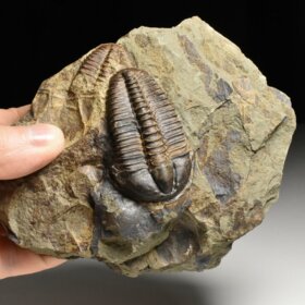 trilobit Conocoryphe sulzeri