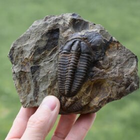 trilobit Conocoryphe sulzeri