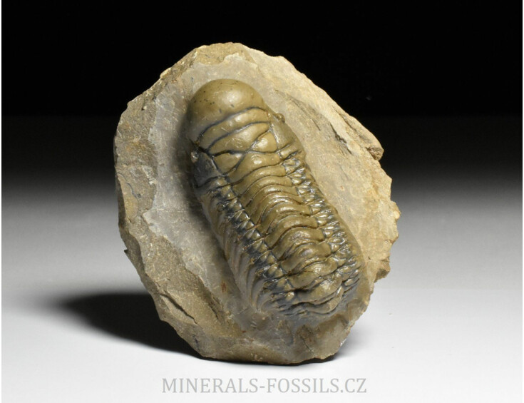 trilobit Crotalocephalina gibba