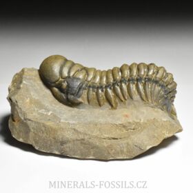 trilobit Crotalocephalina gibba