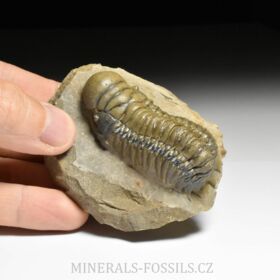 trilobit Crotalocephalina gibba