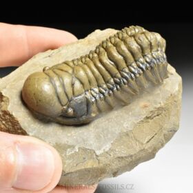 trilobit Crotalocephalina gibba