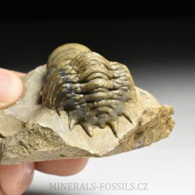 trilobit Crotalocephalina gibba