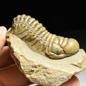 trilobit Crotalocephalina gibba