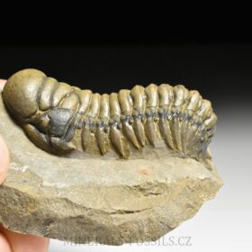 trilobit Crotalocephalina gibba