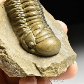 trilobit Crotalocephalina gibba