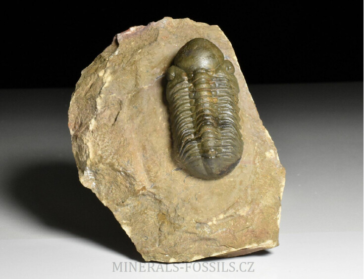 trilobit Reedops cephalotes