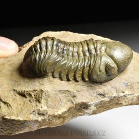 trilobit Reedops cephalotes