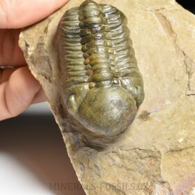 trilobit Reedops cephalotes