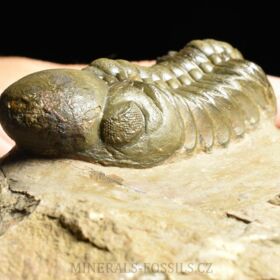 trilobit Reedops cephalotes