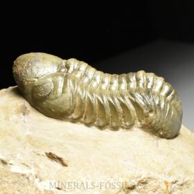 trilobit Reedops cephalotes