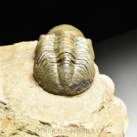 trilobit Reedops cephalotes