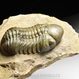 trilobit Reedops cephalotes