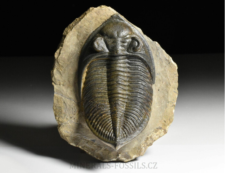 trilobit  Zlichovaspis rugosa