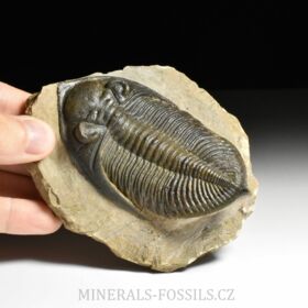 trilobit  Zlichovaspis rugosa