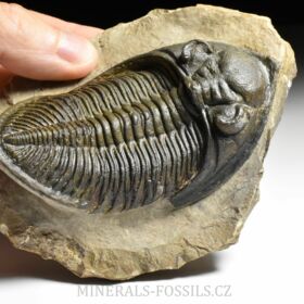 trilobit  Zlichovaspis rugosa