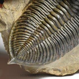 trilobit  Zlichovaspis rugosa