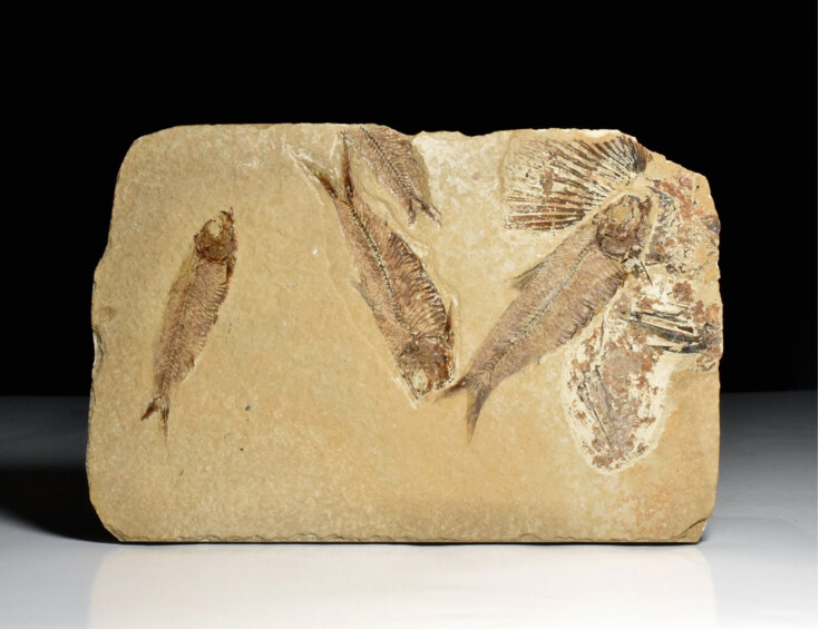 zkamenělá ryba Knightia eocaena