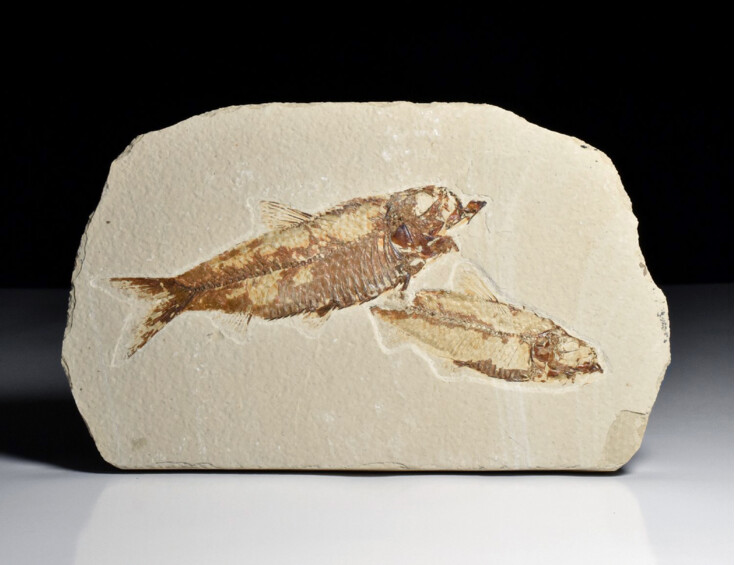 zkamenělá ryba Knightia eocaena