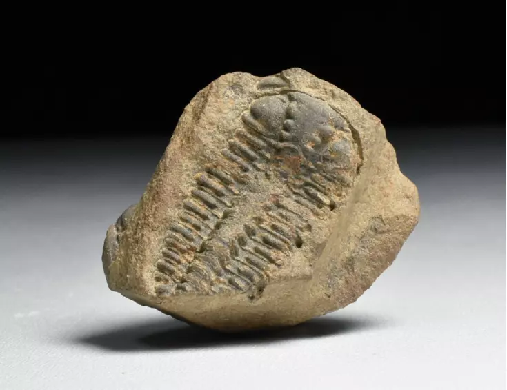 trilobit Placoparia zippei