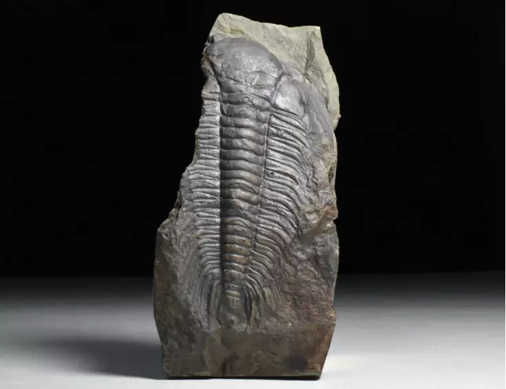 trilobit Paradoxides gracilis