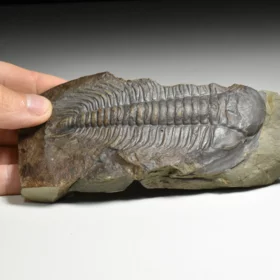 trilobit Paradoxides gracilis