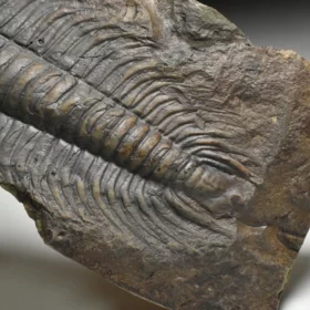 trilobit Paradoxides gracilis