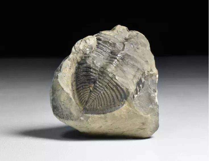 trilobit Odontochile hausmanni