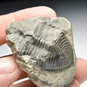 trilobit Odontochile hausmanni