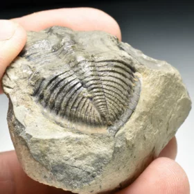 trilobit Odontochile hausmanni