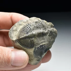 trilobit Odontochile hausmanni