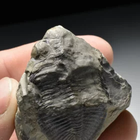 trilobit Odontochile hausmanni