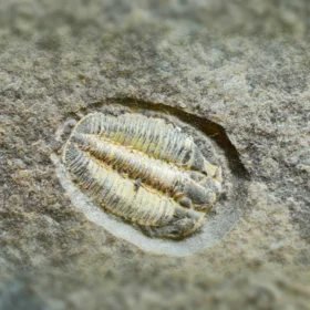 trilobit harpidella misera