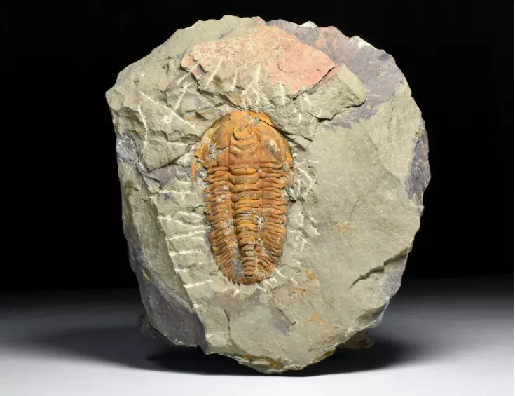 trilobit Hamatolenus vincenti