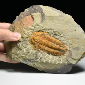 trilobit Hamatolenus vincenti