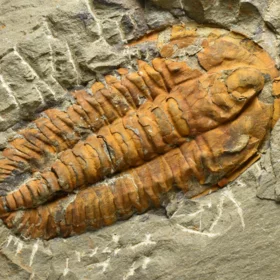 trilobit Hamatolenus vincenti