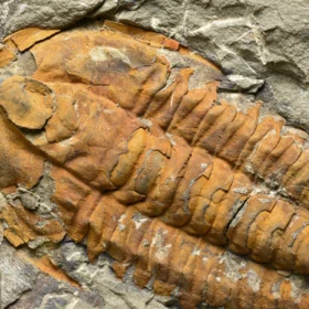 trilobit Hamatolenus vincenti